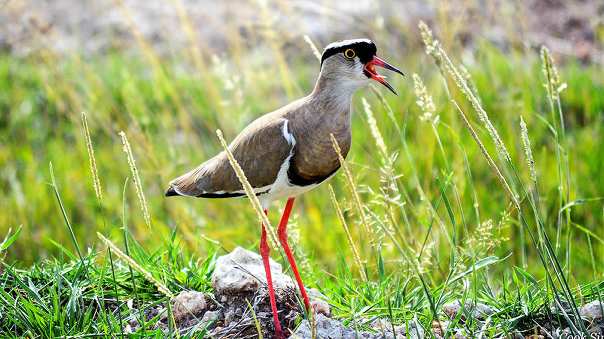 Bird Watching In Semliki National Park