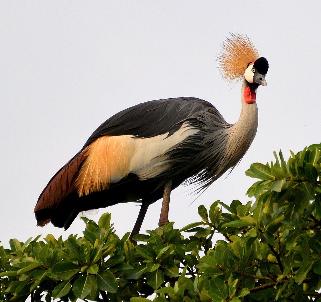 11 Days Uganda birding safari