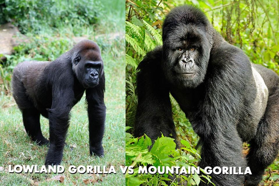 Mountain Gorillas Vs Lowland Gorillas